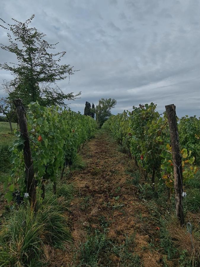 Podere Borgaruccio *