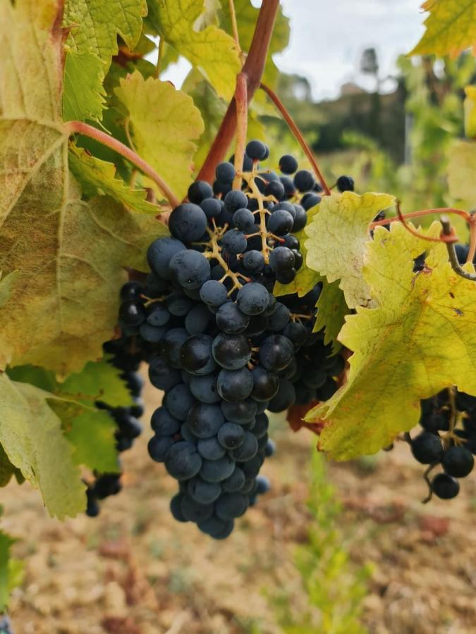 Alojamento de Turismo Rural Podere Borgaruccio